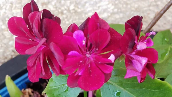 Una Flor Roja Jardín —  Fotos de Stock