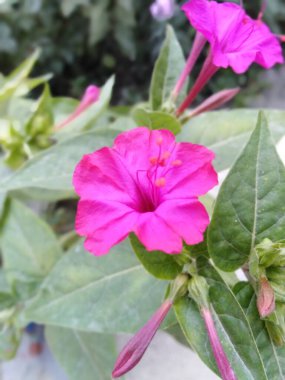 Yangının yakın görüntüsü. Otel mutfağının önünde kırmızı ve sarı renkte odun yakmak.. 