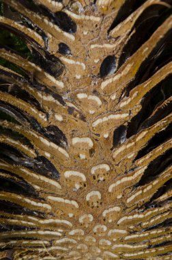 Çam kozalağı, kesit görünümü