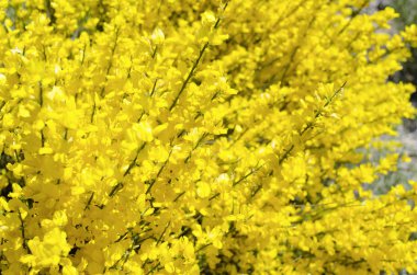 Süpürge bloom bahar