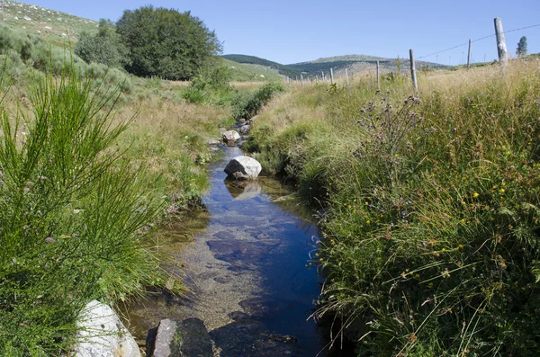 Mont Lozere at Brook, Cevennes Milli Parkı, Fransa