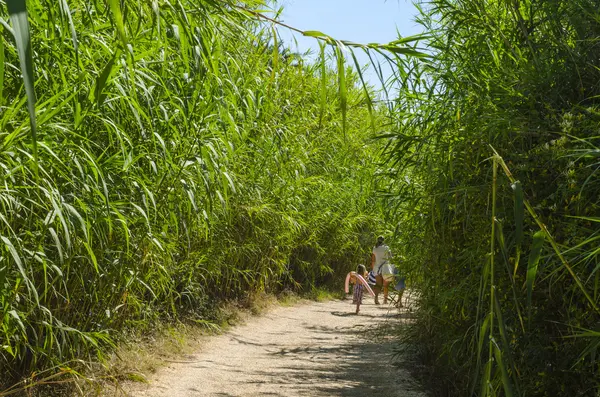 Yolda bir bambu ormanı, St. Tropez yakınındaki bir plaja erişim imkanı