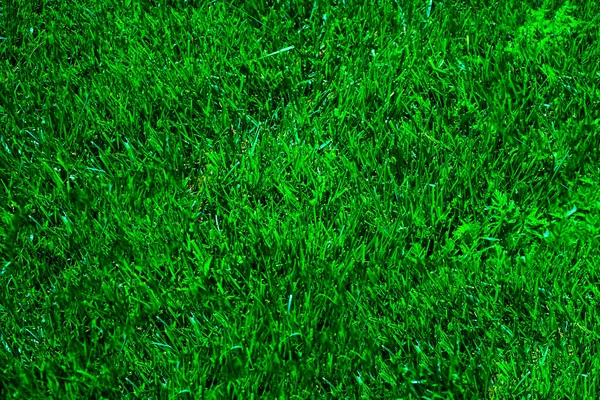 Fundo de textura de grama verde, Vista superior do jardim de grama Conceito ideal usado para fazer piso verde, gramado para treinamento de campo de futebol, Cursos de golfe de grama padrão de gramado verde fundo texturizado. — Fotografia de Stock