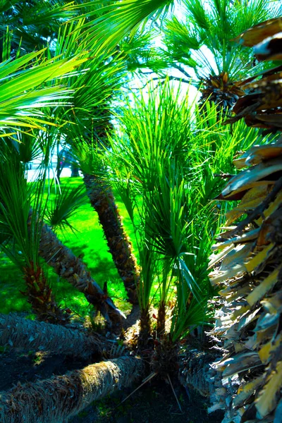 Vista Inferior Hermosas Palmeras Dentro Jardín Público Azerbaiyán Bakú — Foto de Stock