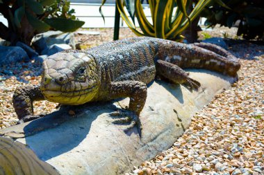 Dev bir tarih öncesi kertenkele heykeli..