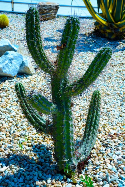 Son moda bahçe düzenlemeleri için hazırlanmış büyük saksılar Golden Barrel Kaktüsleri veya Echinocactus Grusonii bahçe merkezindeki plastik kaplarda. Dış tasarım için süslemeli dev kaktüsler