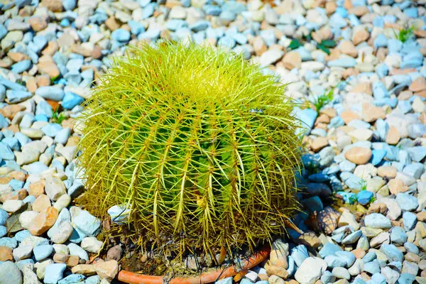 Son moda bahçe düzenlemeleri için hazırlanmış büyük saksılar Golden Barrel Kaktüsleri veya Echinocactus Grusonii bahçe merkezindeki plastik kaplarda. Dış tasarım için süslemeli dev kaktüsler