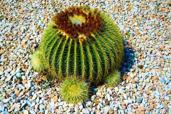 Son moda bahçe düzenlemeleri için hazırlanmış büyük saksılar Golden Barrel Kaktüsleri veya Echinocactus Grusonii bahçe merkezindeki plastik kaplarda. Dış tasarım için süslemeli dev kaktüsler