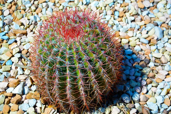 Son moda bahçe düzenlemeleri için hazırlanmış büyük saksılar Golden Barrel Kaktüsleri veya Echinocactus Grusonii bahçe merkezindeki plastik kaplarda. Dış tasarım için süslemeli dev kaktüsler