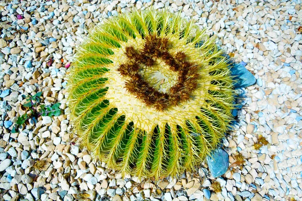 Son moda bahçe düzenlemeleri için hazırlanmış büyük saksılar Golden Barrel Kaktüsleri veya Echinocactus Grusonii bahçe merkezindeki plastik kaplarda. Dış tasarım için süslemeli dev kaktüsler