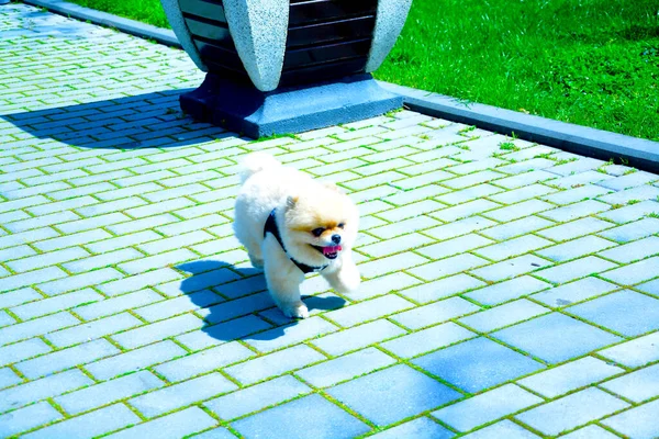 Köpek parkta yürüyor..