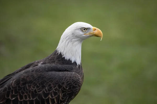 Ein Adler Starrt Auf Lebensmittel Mit Verschwommenem Hintergrund — Stockfoto