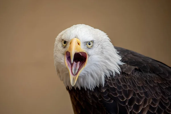 Ein Wütender Adler Mit Klarem Hintergrund — Stockfoto