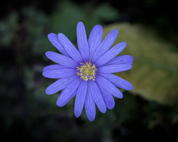 Una Hermosa Flor Azul Con Fondo Oscuro Borroso —  Fotos de Stock