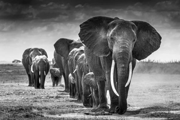 Elephant Leading The Way Monochrome Photography