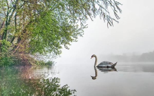 Singolo Cigno Galleggiante Sull Acqua Con Alberi Verdi Sfondo Appannato — Foto Stock