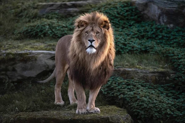 Lion Standing Alone Rock Forest — Stock Photo, Image