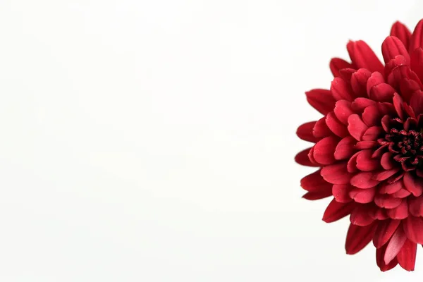 Mezzo Fiore Rosso Con Sfondo Bianco Pulito — Foto Stock