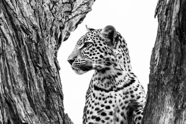 Cheetah Trees Monochrome Photography — Stock Photo, Image