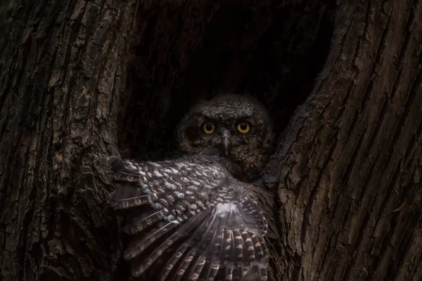 An Owl Trying to Hide in Tree Hole Low Light Photography