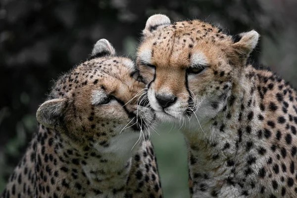 Lovely Cheetah Couple Closeup Photography — Stock Photo, Image