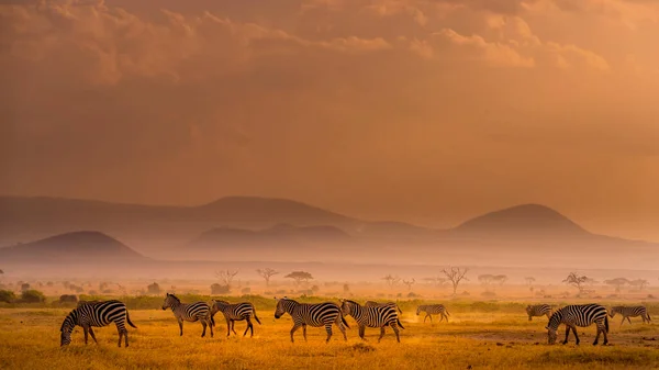 Зебры Бродят Полю Красному Туманному Климату — стоковое фото