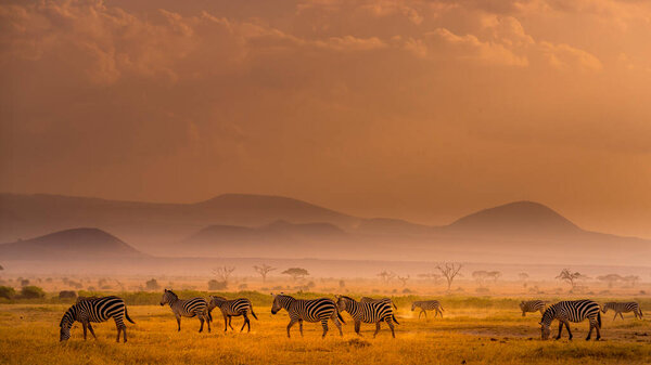 Zebras Roaming in Field and Red Misty Climate