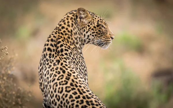 Cheetah Sitting Alone Blurred Background — Stock Photo, Image
