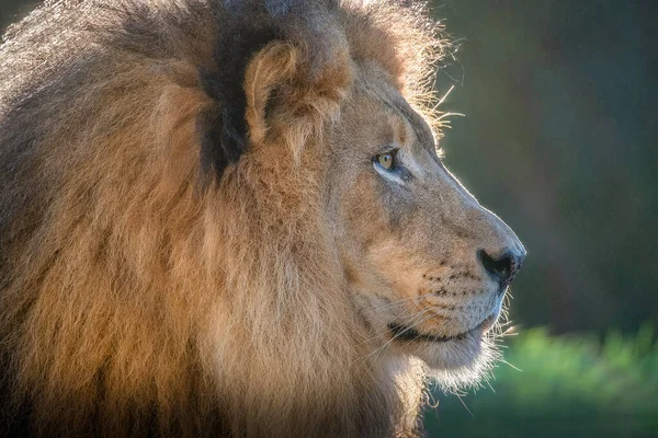 Wise Face Lion Extreme Closeup — Stock Photo, Image