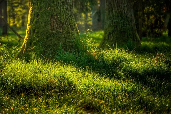 Luce Del Sole Caduta Sull Erba Nella Foresta — Foto Stock
