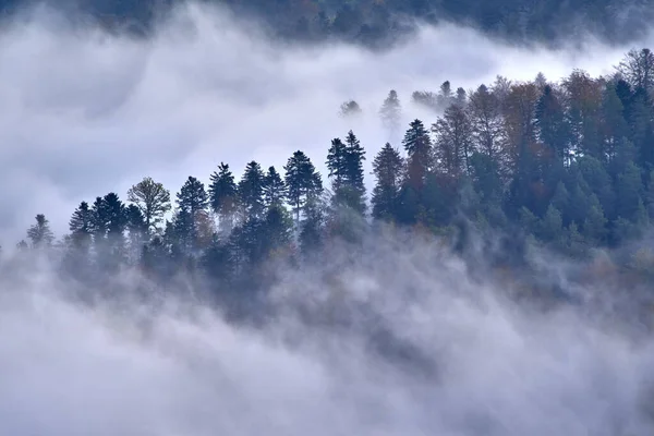 Dichter Wald Mit Wolken Bedeckt — Stockfoto