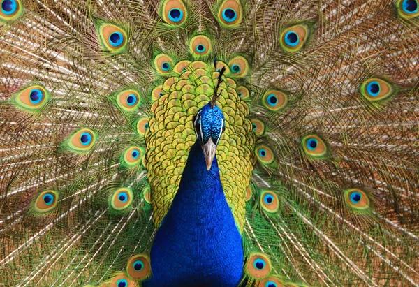 Peacock Fully Opened Tail Feathers Closeup — Stock Photo, Image