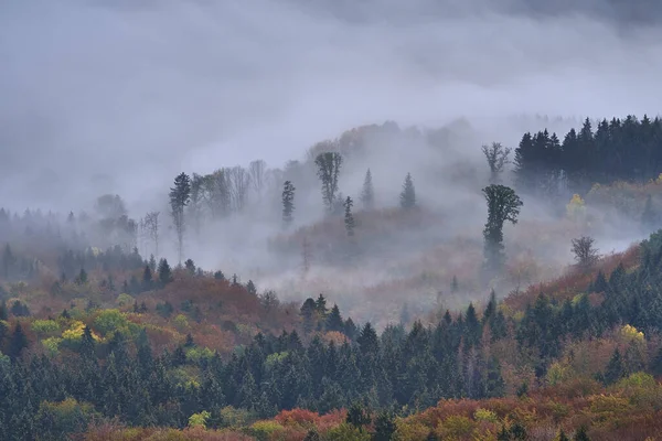 Dichter Wald Bedeckt Mit Weißem Nebel — Stockfoto
