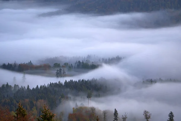 Wunderschöner Wald Winter Mit Nebel Bedeckt — Stockfoto