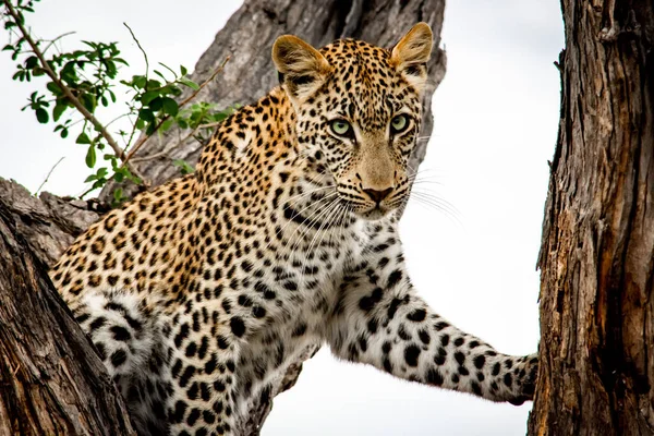 Cheetah Watching Tree Closeup — Stock Photo, Image