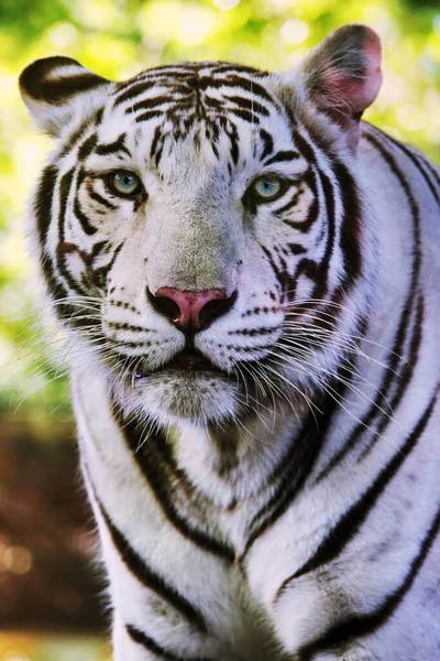 Beautiful White Tiger Portrait Blurred Background — ストック写真