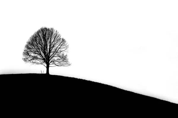 Arbre Sec Sur Terrain Photographie Monochrome — Photo