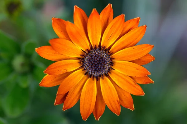 Hermosa Flor Naranja Sola Primer Plano Con Fondo Borroso Verde —  Fotos de Stock