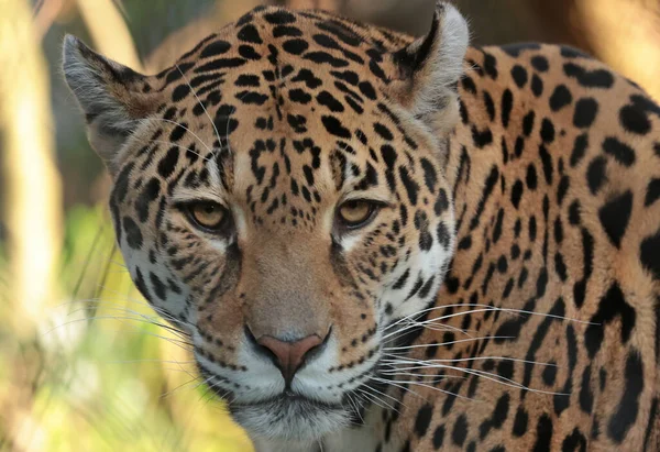 Intense Look Cheetah Blurred Background — Stock Photo, Image