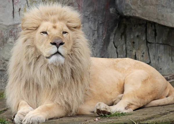 White lion Stock Photos, Royalty Free White lion Images | Depositphotos White lion Stock Photos, Royalty Free White lion Images | Depositphotos