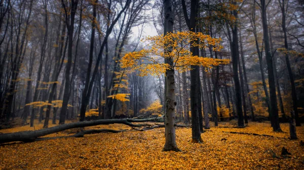 Foresta Con Foglie Autunno Gialle Sfondo Sfocato Nebbioso — Foto Stock