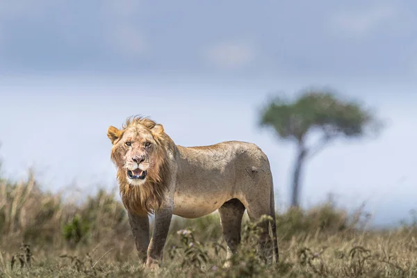 Weak Lion Standing Field Blurred Background — Stock Photo, Image