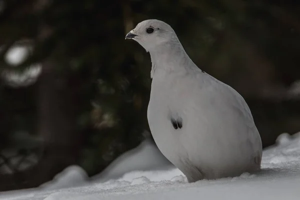 Pigeon Blanc Debout Dans Glace Avec Fond Sombre Flou — Photo