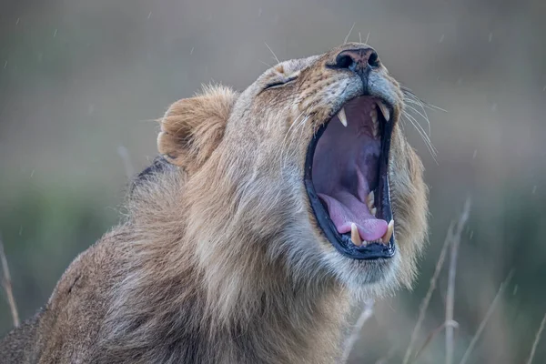 Yawning Lion Face Closeup Blurred Background — Stock Photo, Image