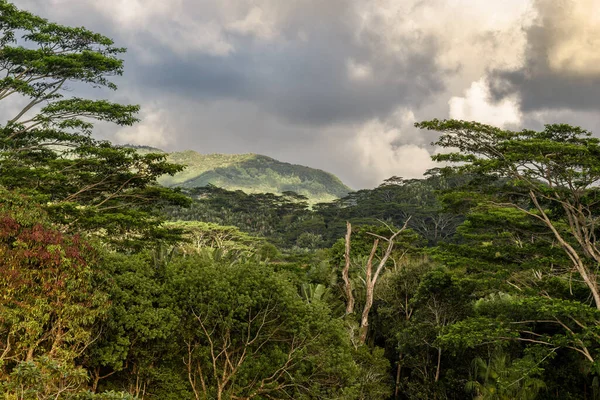 Зеленый Лес Темными Облаками — стоковое фото