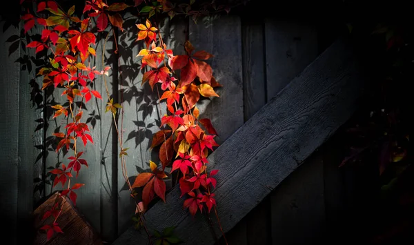 Roślina Czerwonymi Liśćmi Ciemnym Drewnianym Tłem — Zdjęcie stockowe