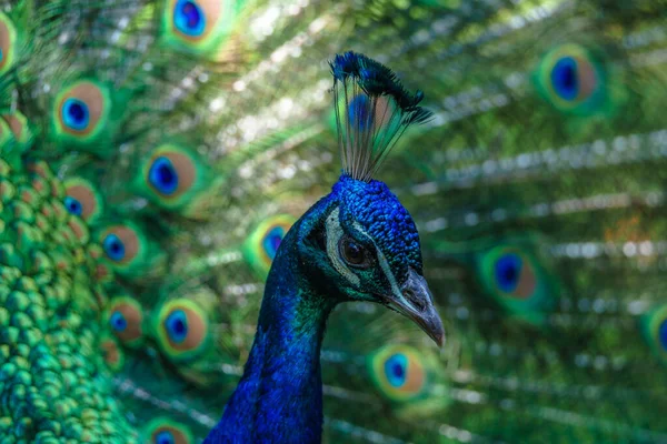 Extreme Closeup Peacock Face Blurred Background — Stock Photo, Image