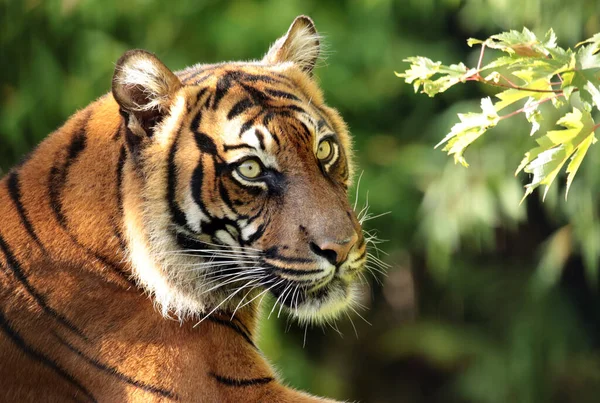 Primer Plano Relajante Cara Tigre Con Fondo Borroso Verde —  Fotos de Stock