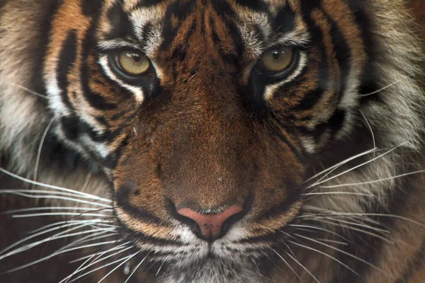 Primer Plano Extremo Una Cara Tigre Africano —  Fotos de Stock