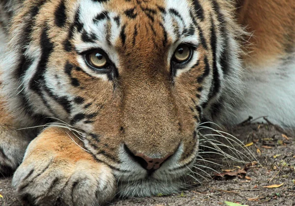 リラックスした虎の顔 Extreme Closeup — ストック写真